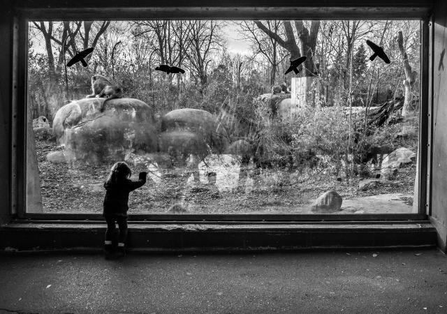 A child looks through glass at an enclosure in a zoo. There is a glass partition, on the other side birds are flying over a natural landscape, there are potentially some animals on the ground. The image is in black and white and very dramatic.