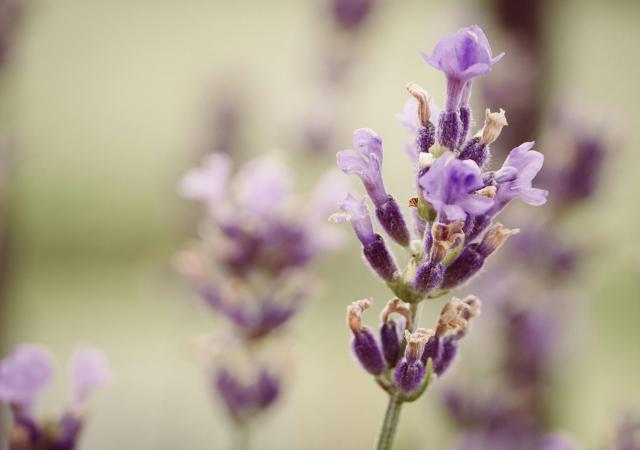 Lavender plant