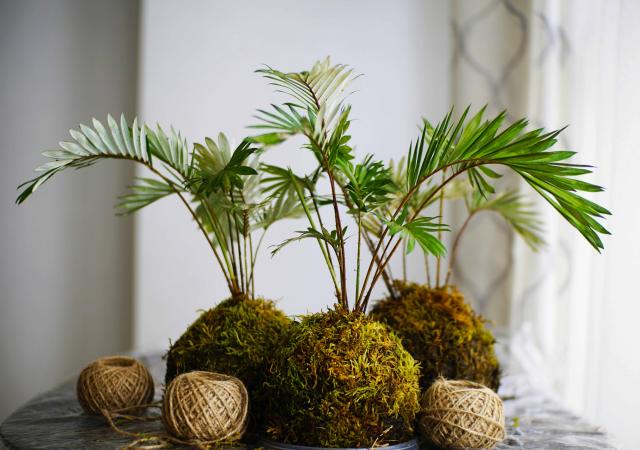 Photo of Kokedama (moss ball with plant).