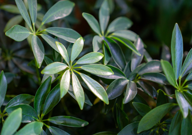 leaves