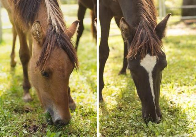 An Afternoon with The Humble Horse