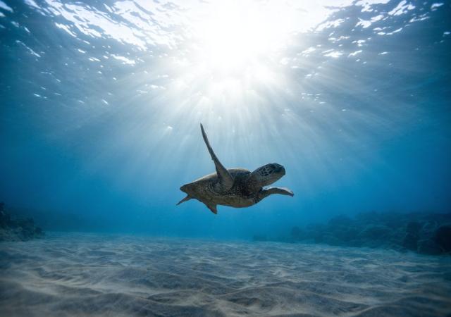 Hoofer All Out Sustainability Course