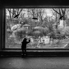 A child looks through glass at an enclosure in a zoo. There is a glass partition, on the other side birds are flying over a natural landscape, there are potentially some animals on the ground. The image is in black and white and very dramatic.