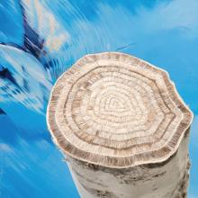 A cut birch log with fine lines carved into it sits in front of a light blue painting. The painting has various shades of blue and white and resembles water rippling, a bird, or the sky, depending on the interpretation of the viewer.