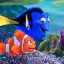 orange clown fish and blue tang fish swimming together