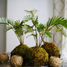 Photo of Kokedama (moss ball with plant). 