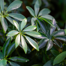 leaves